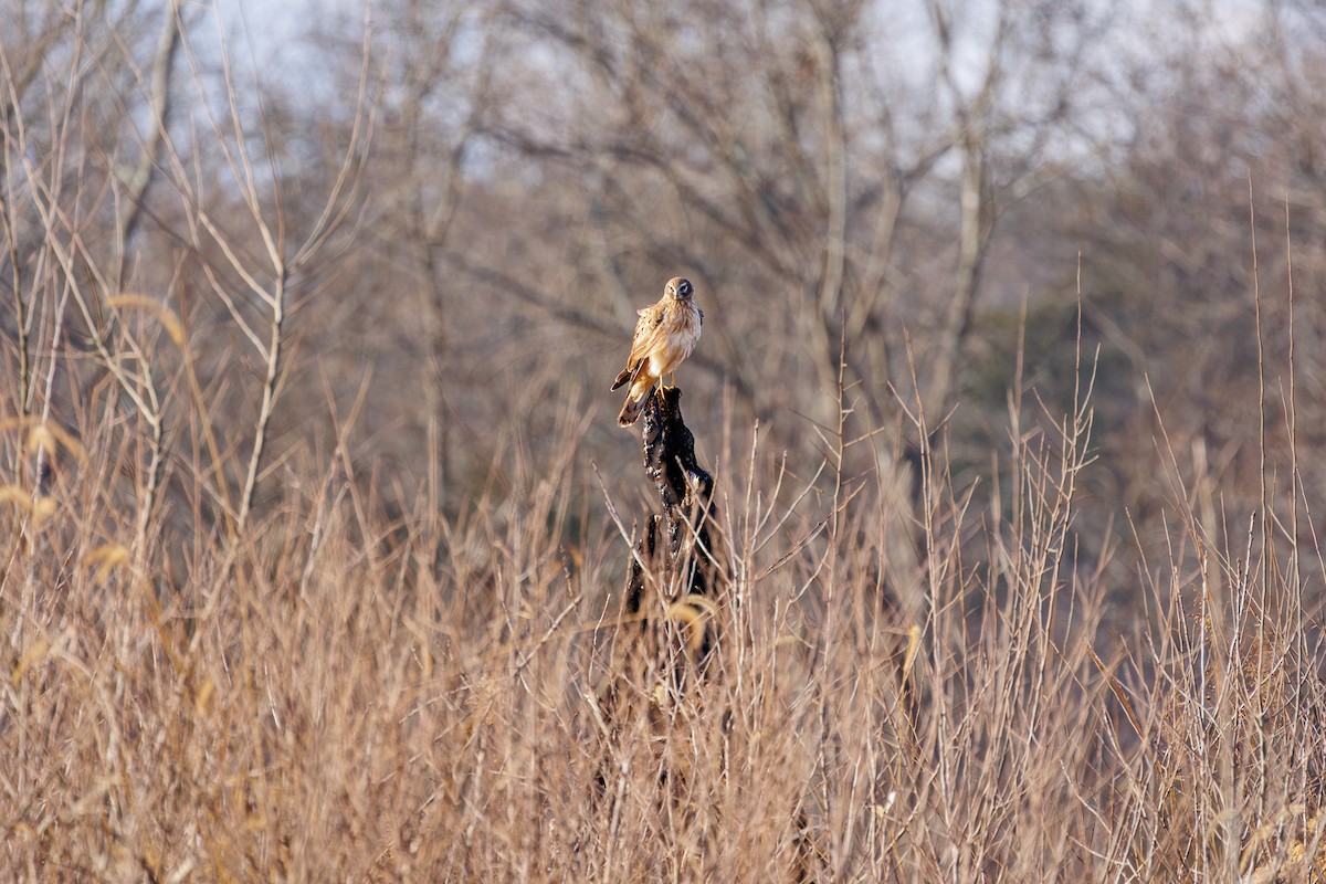 Northern Harrier - ML613647215