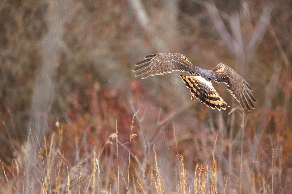 Northern Harrier - ML613647217