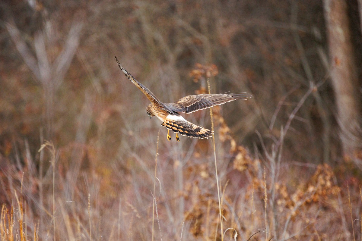 Northern Harrier - ML613647218