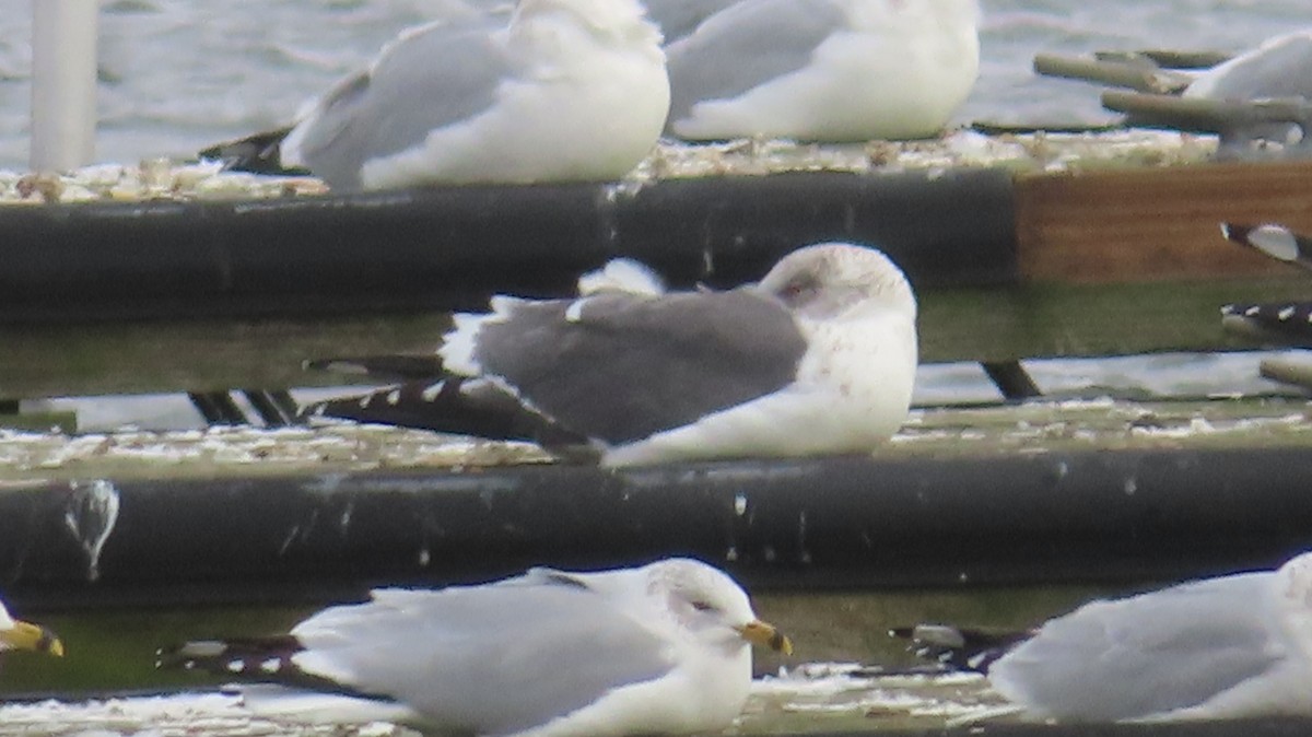 Lesser Black-backed Gull - ML613647223