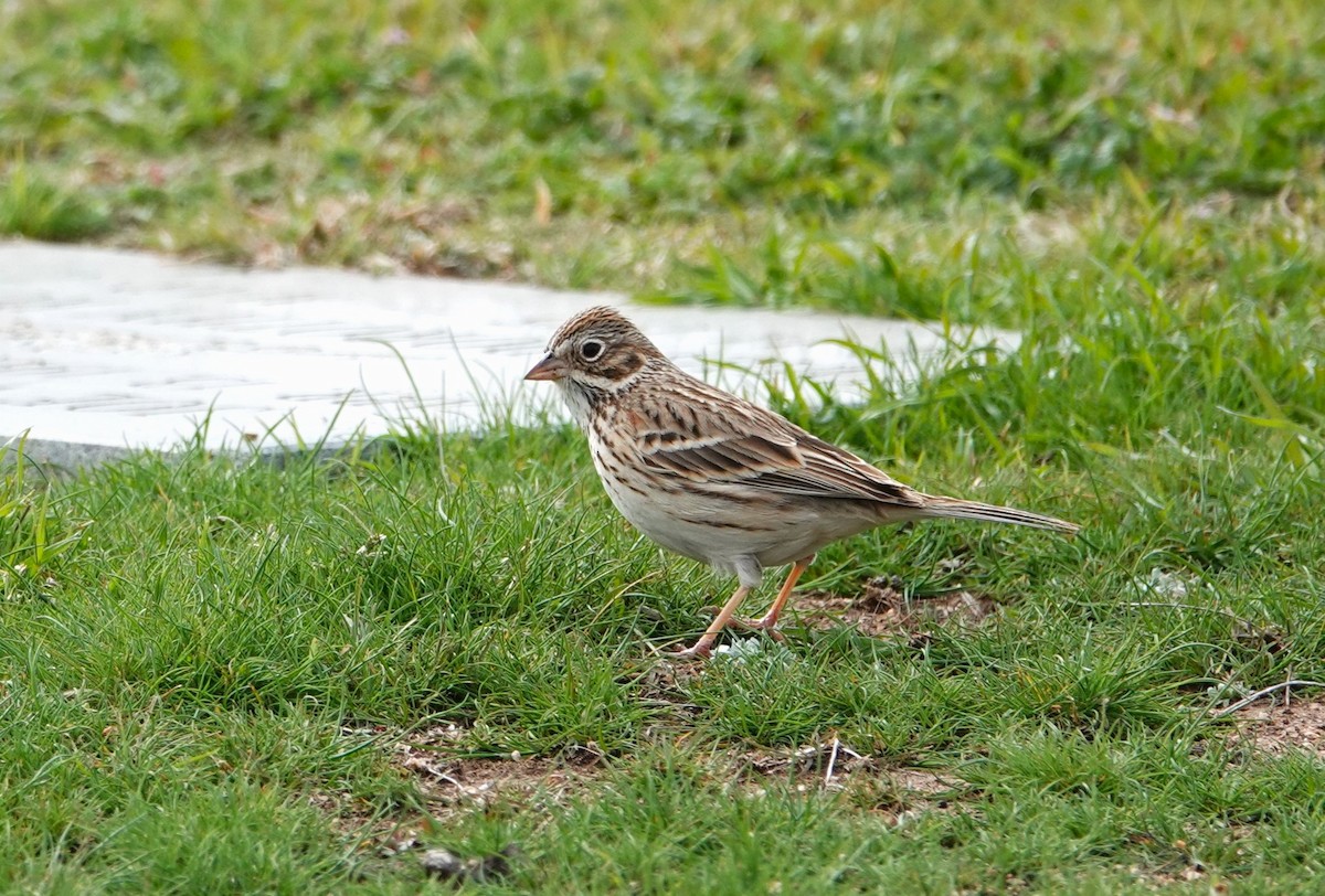 Vesper Sparrow - Doug Willick