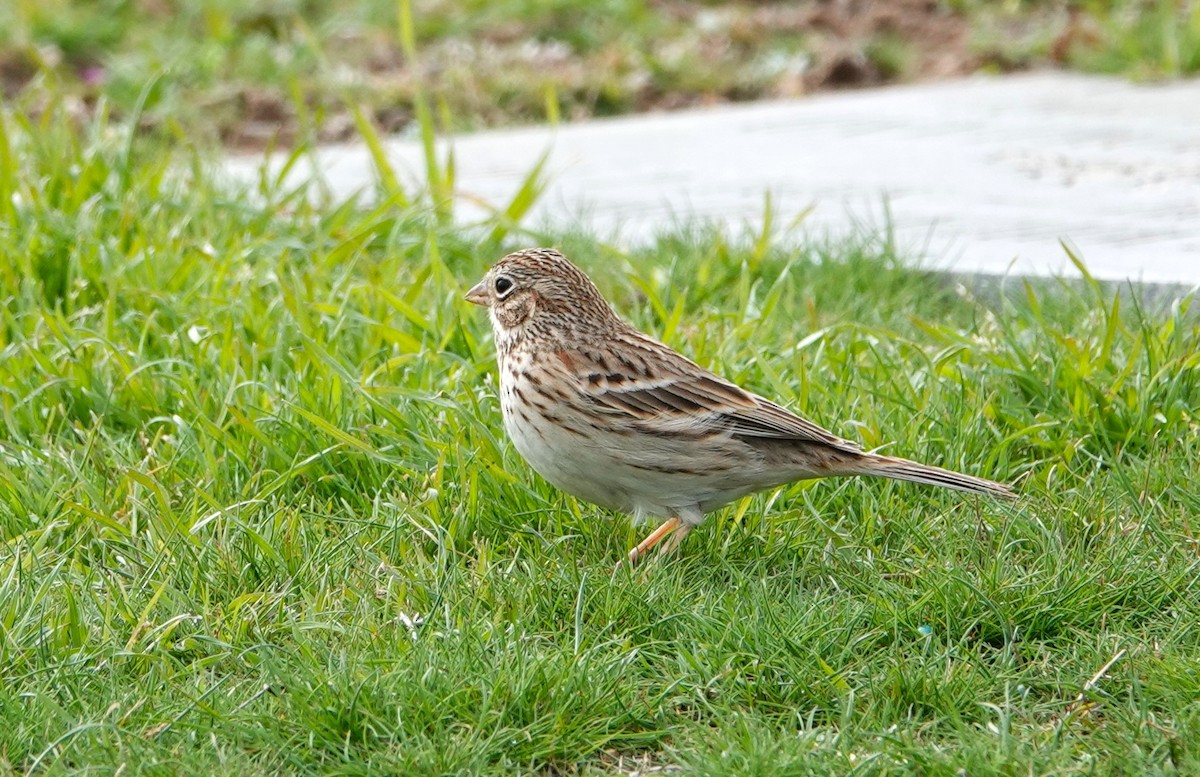 Vesper Sparrow - Doug Willick