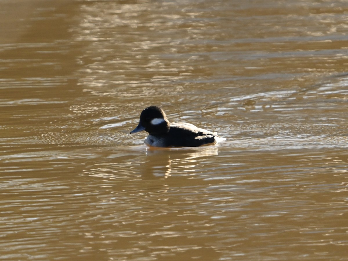 Bufflehead - ML613647308