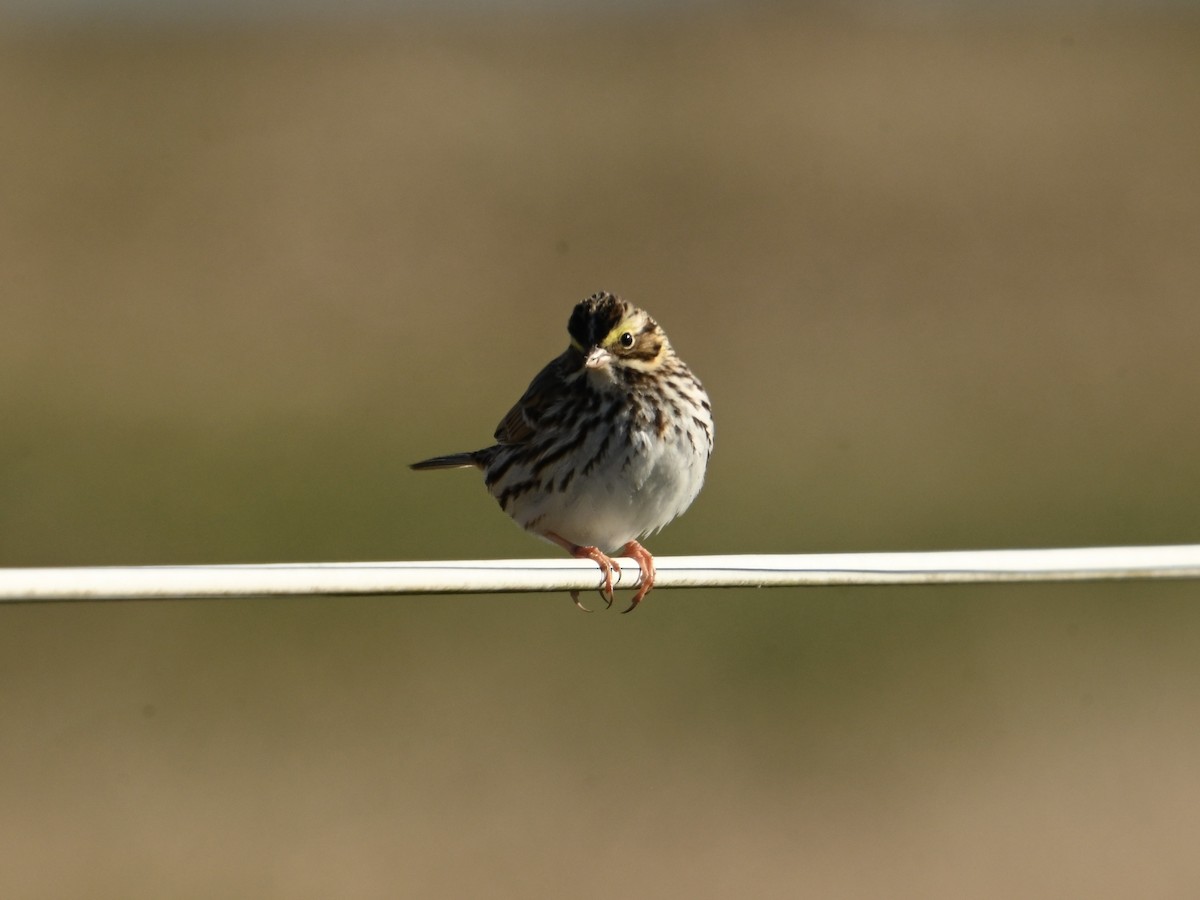 Savannah Sparrow - ML613647319