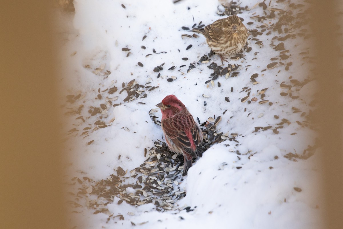 Purple Finch - ML613647356