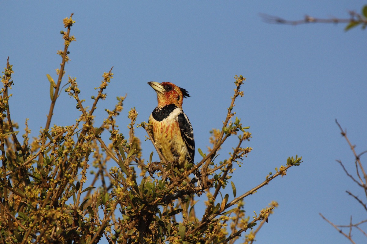 Haubenbartvogel - ML613647357