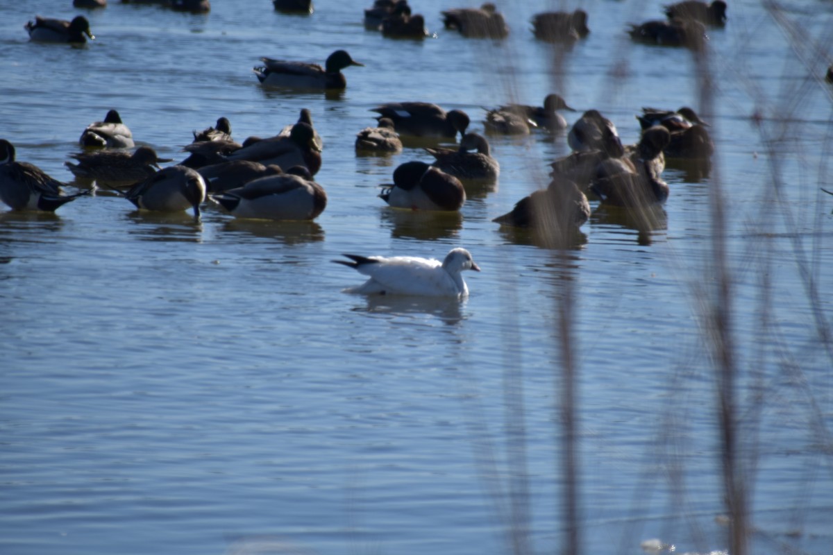 Snow Goose - ML613647461