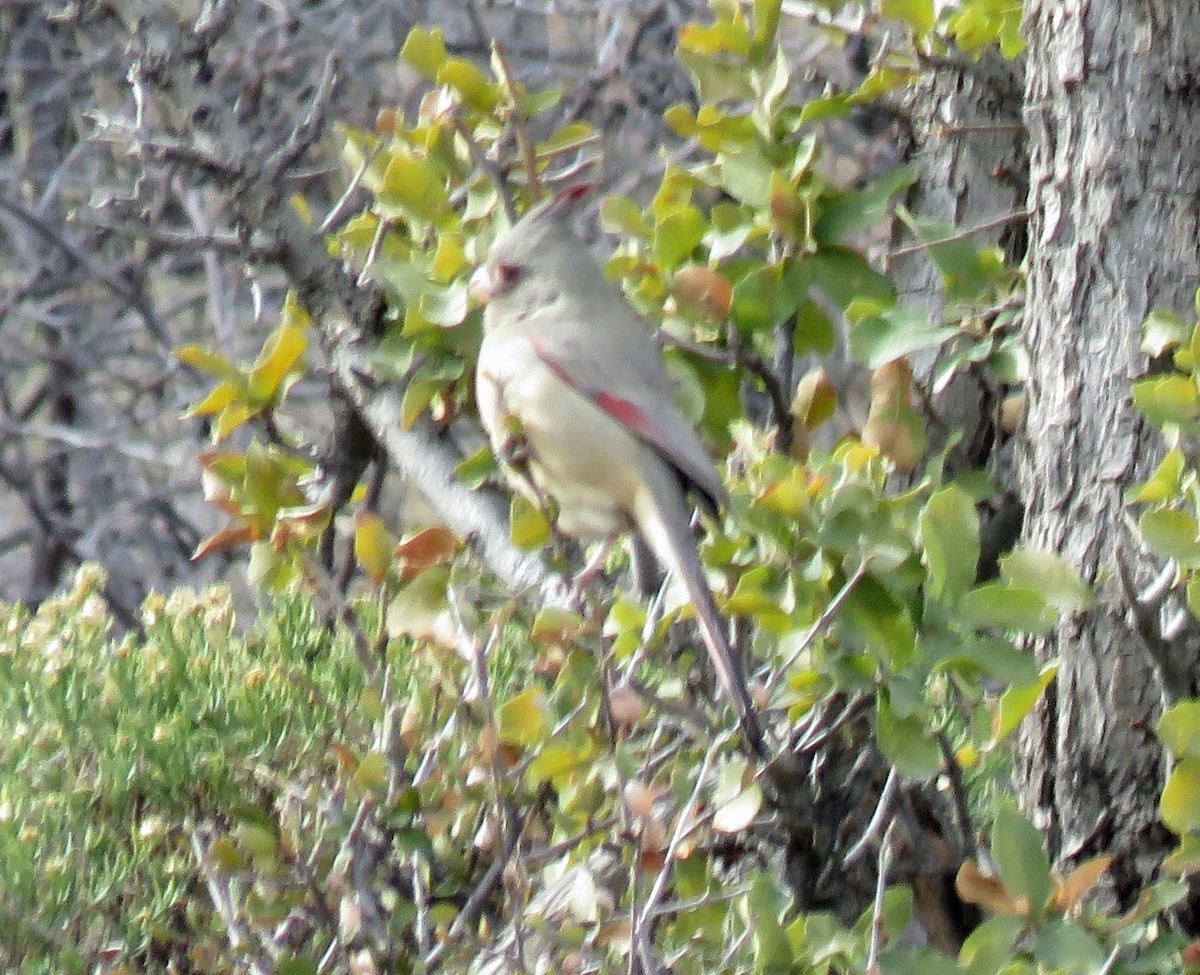 Pyrrhuloxia - ML613647469