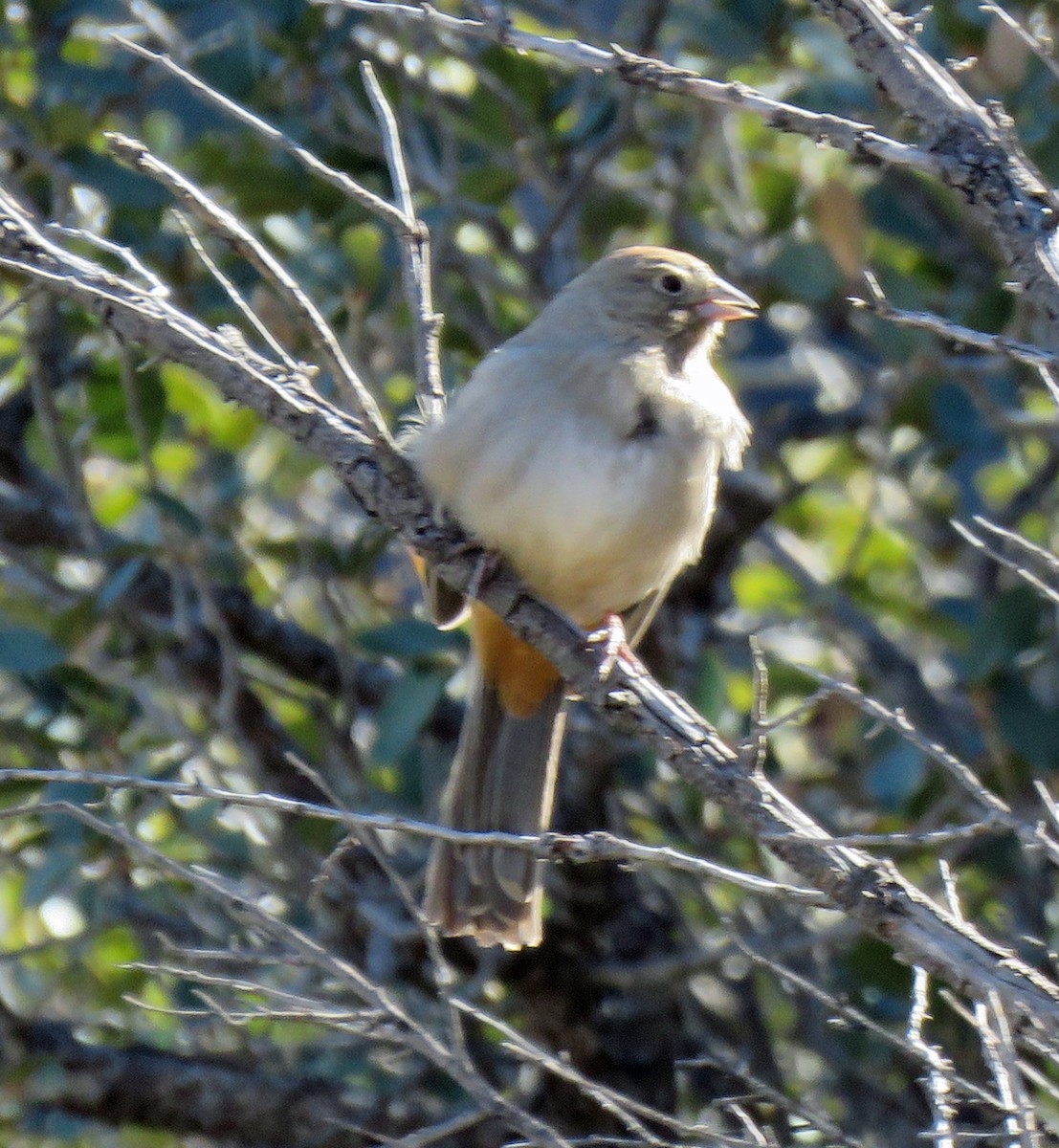 Canyon Towhee - ML613647491