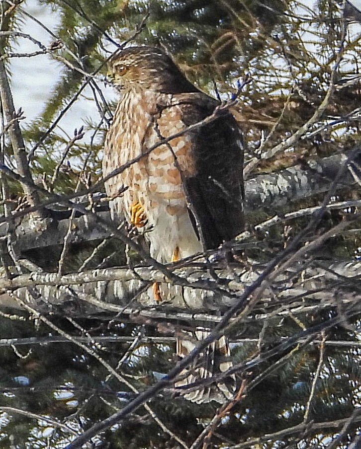 Sharp-shinned Hawk - ML613647519