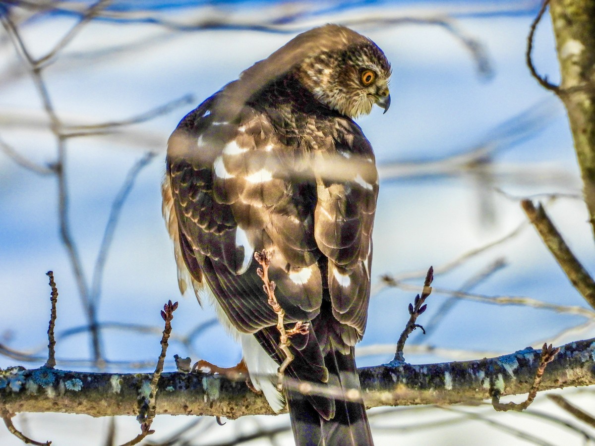 Sharp-shinned Hawk - ML613647522