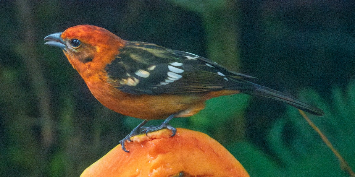 Flame-colored Tanager - Spat Cannon