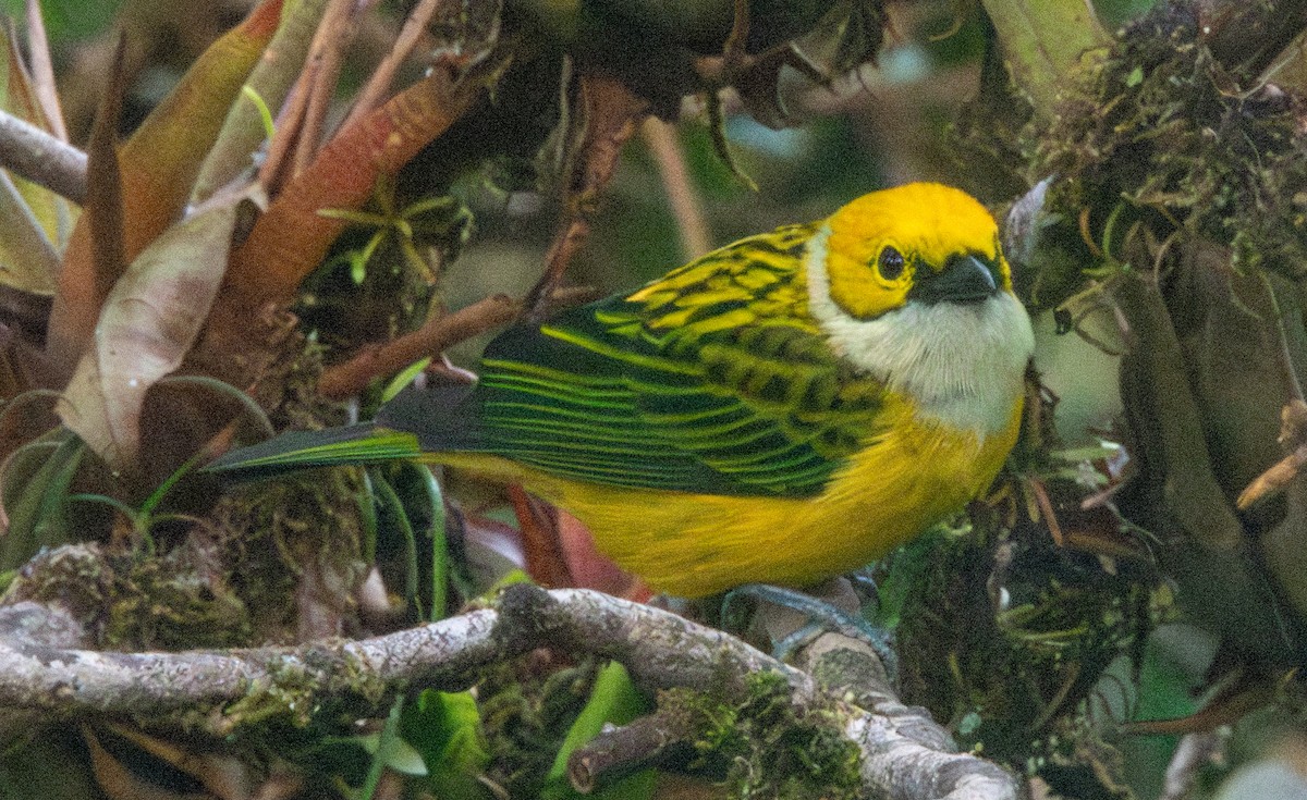 Silver-throated Tanager - ML613647560
