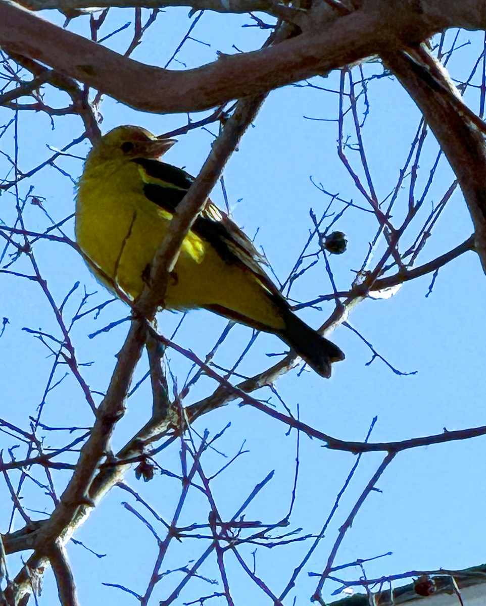 Western Tanager - ML613647568