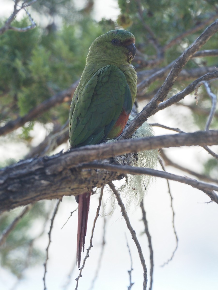 Austral Parakeet - ML613647574