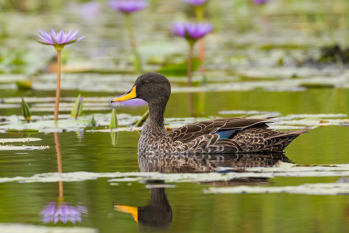 Yellow-billed Duck - ML613647776