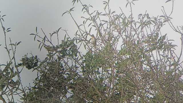 Хар шанаат хөмрөг - ML613647888