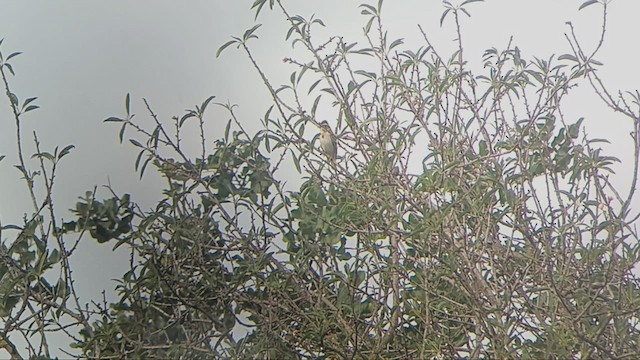 Rustic Bunting - ML613647888