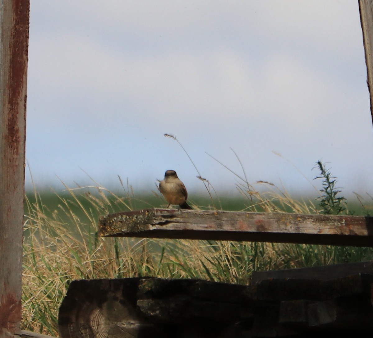 Say's Phoebe - ML61364791