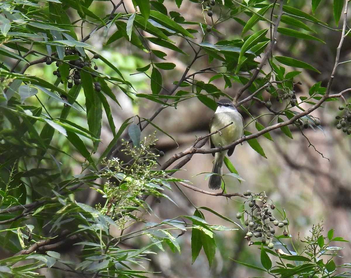 White-throated Tyrannulet - ML613647932