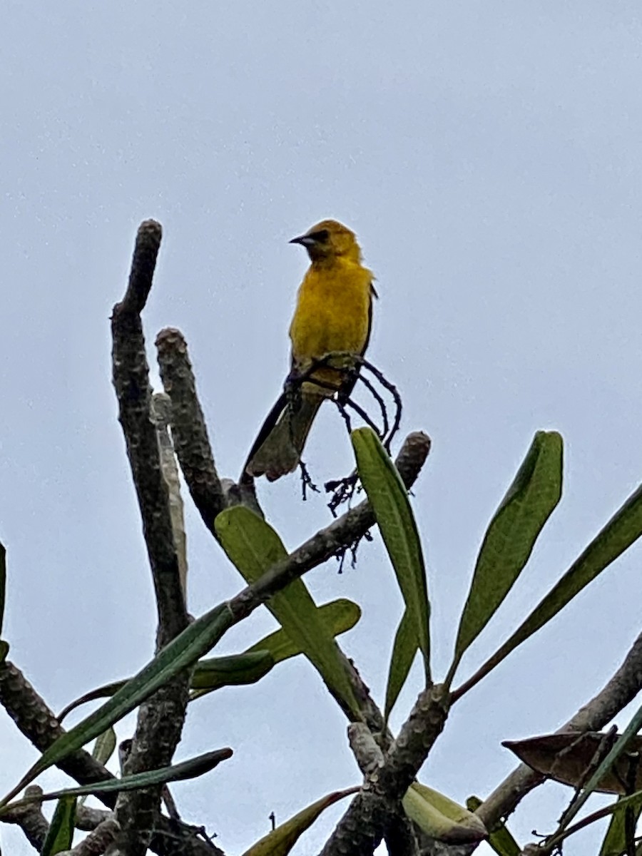 Hooded Oriole - ML613647960