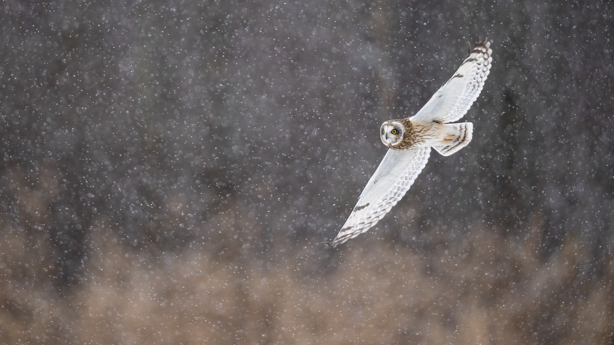 Short-eared Owl - ML613647989