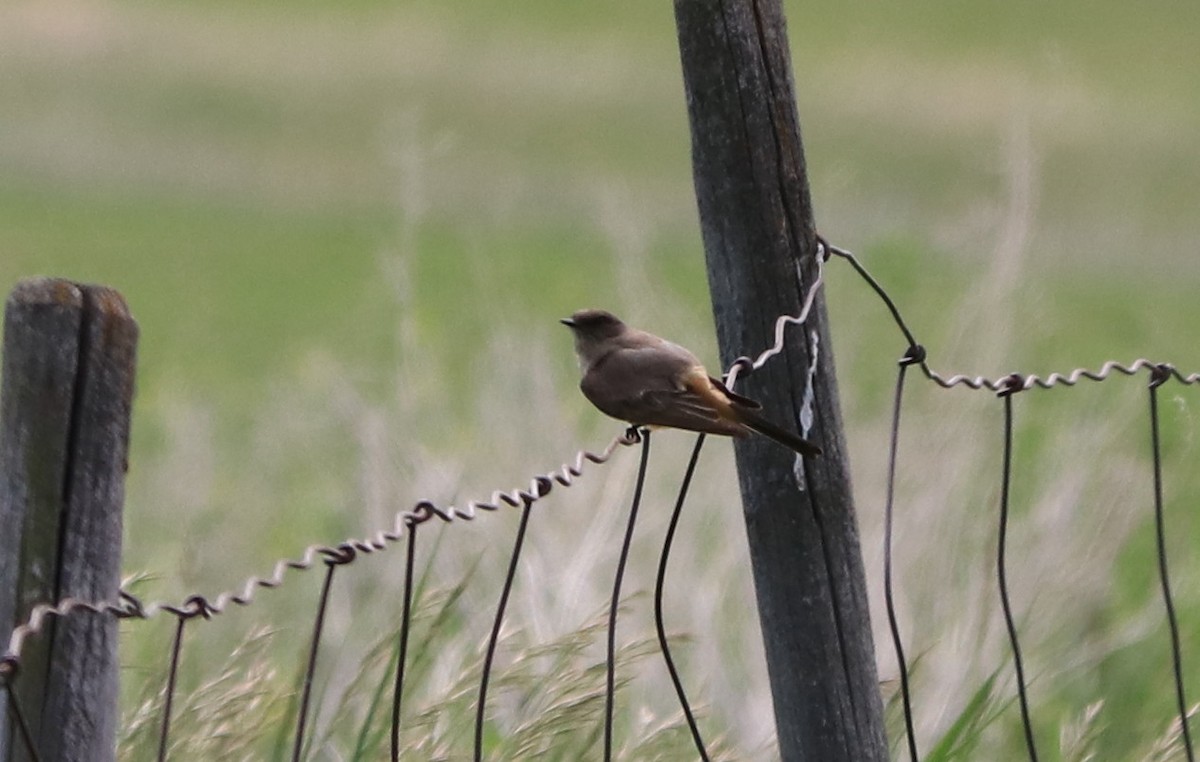 Say's Phoebe - ML61364801