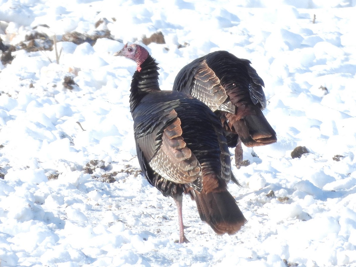 Wild Turkey - ML613648025