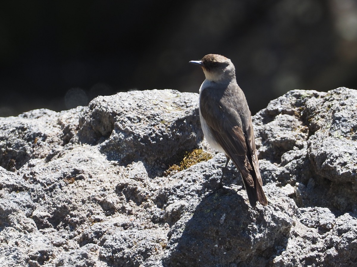 Dark-faced Ground-Tyrant (mentalis) - Stephan Lorenz