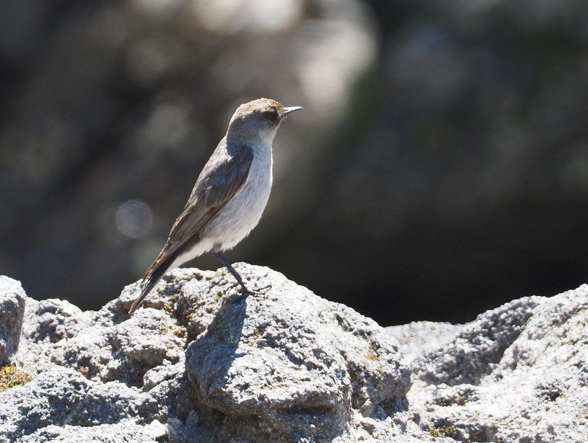 Dormilona Carinegra (mentalis) - ML613648049