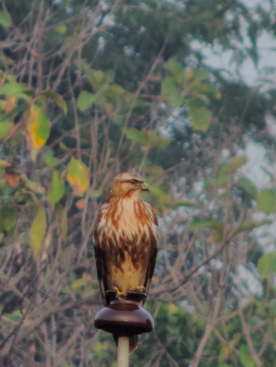 Common Buzzard - ML613648056