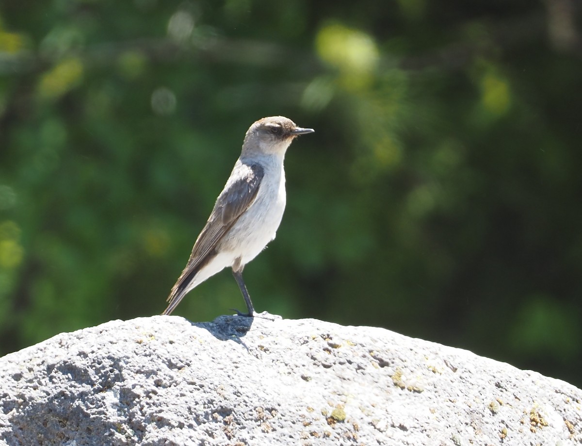 Dark-faced Ground-Tyrant (mentalis) - Stephan Lorenz