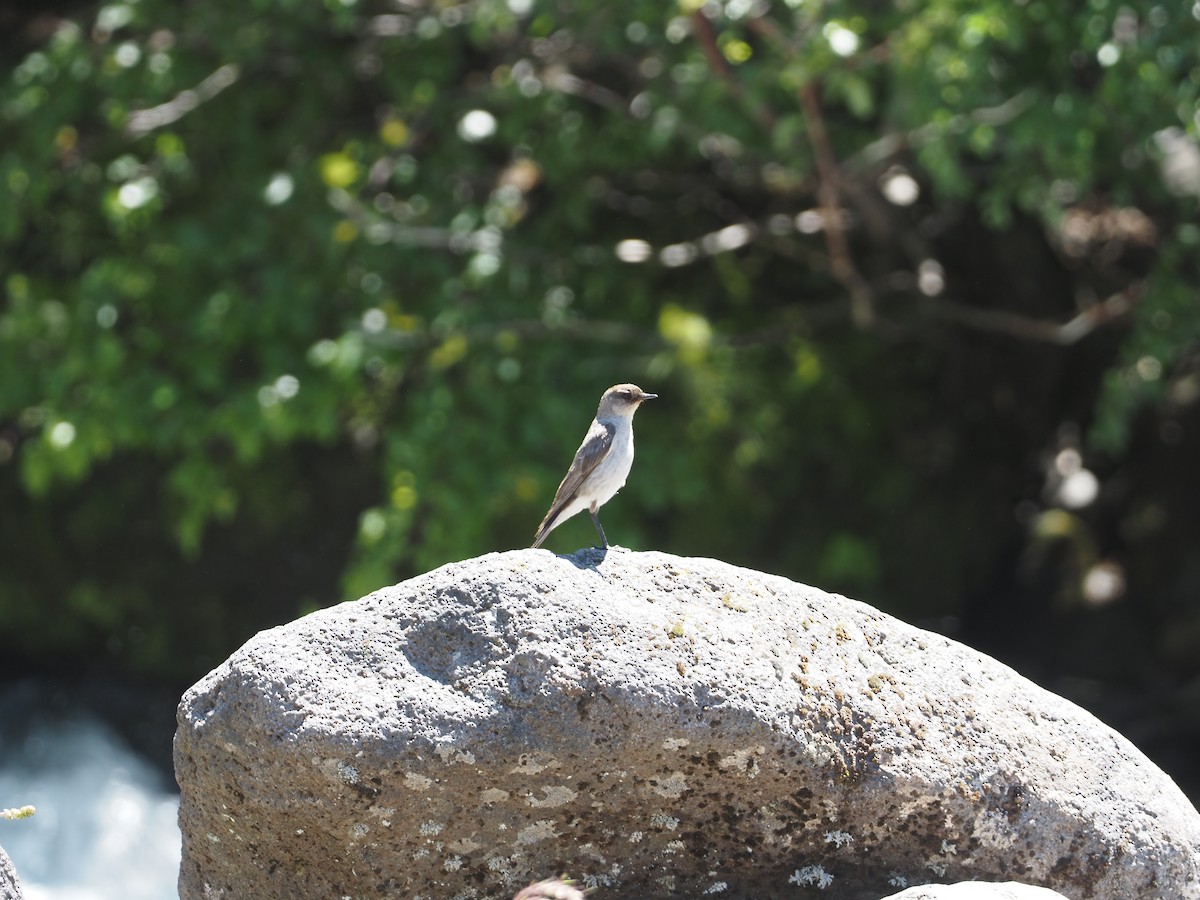 Dark-faced Ground-Tyrant (mentalis) - ML613648093