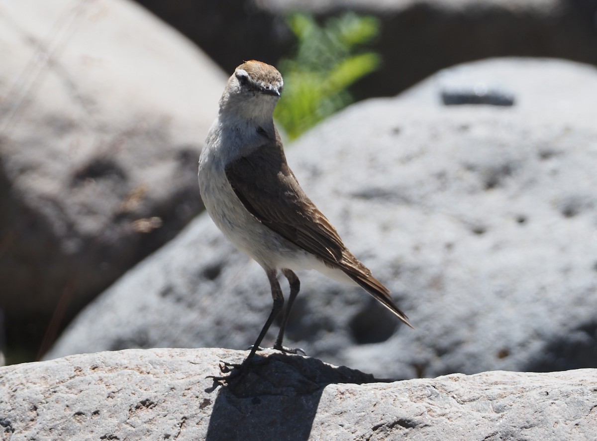 White-browed Ground-Tyrant - Stephan Lorenz