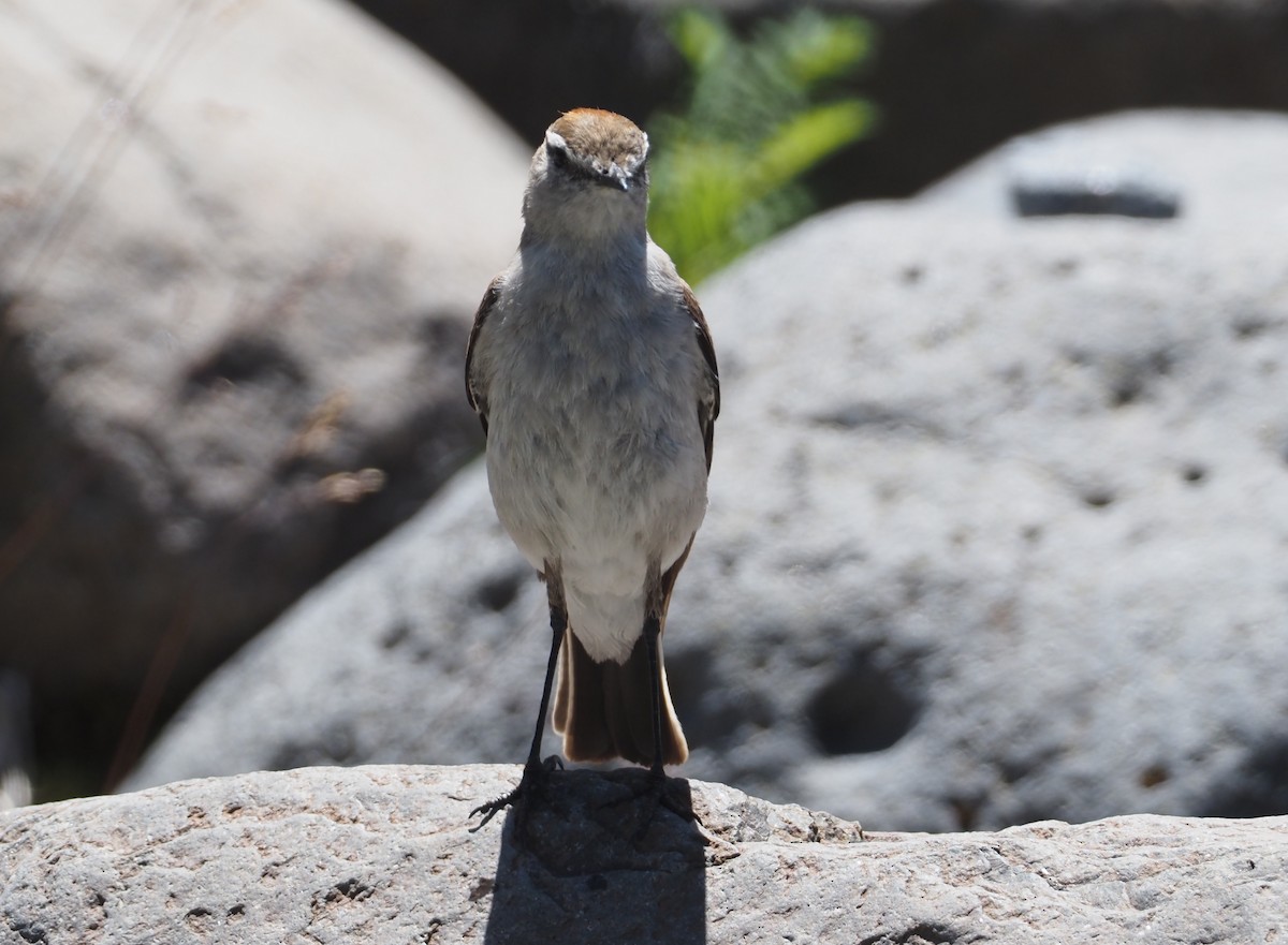 White-browed Ground-Tyrant - Stephan Lorenz