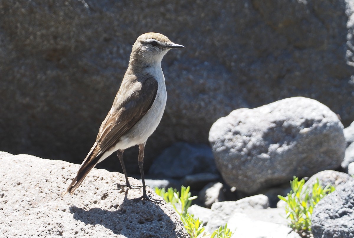 White-browed Ground-Tyrant - Stephan Lorenz