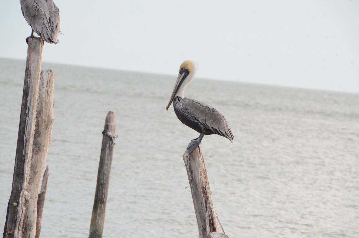 pelikán hnědý - ML613648159