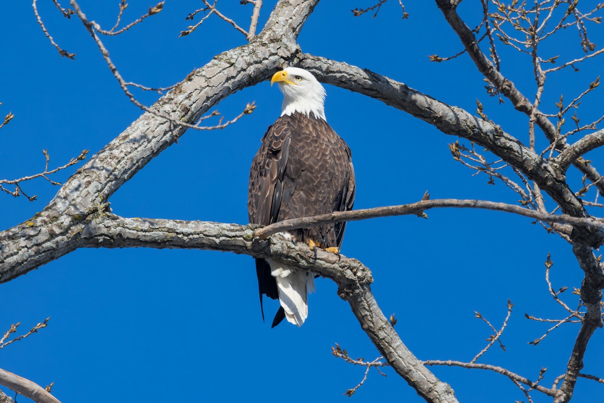 Bald Eagle - Elliott Ress