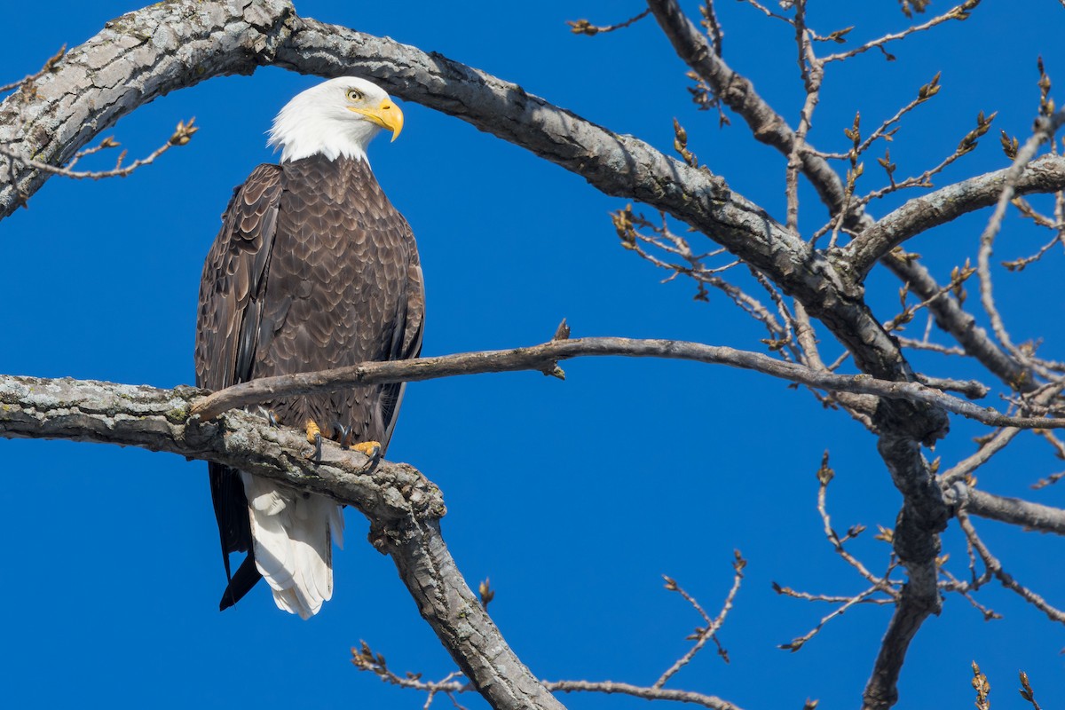 Bald Eagle - ML613648185