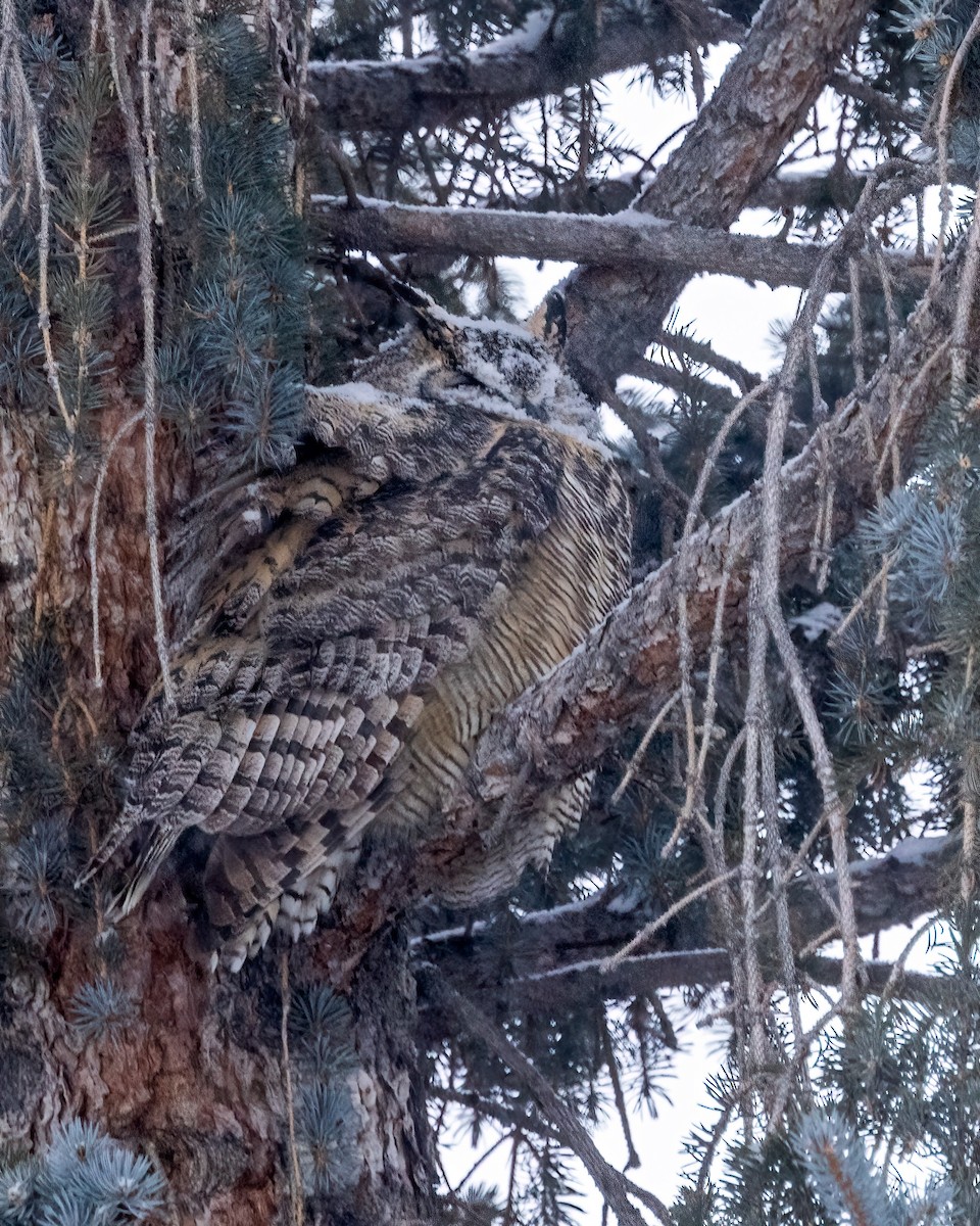 Great Horned Owl - ML613648248