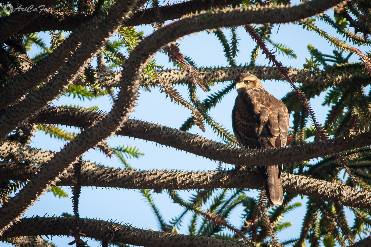 Harris's Hawk (Bay-winged) - ML61364831