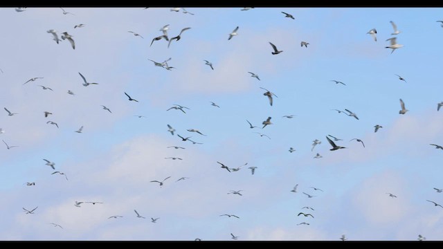 Herring Gull (American) - ML613648330