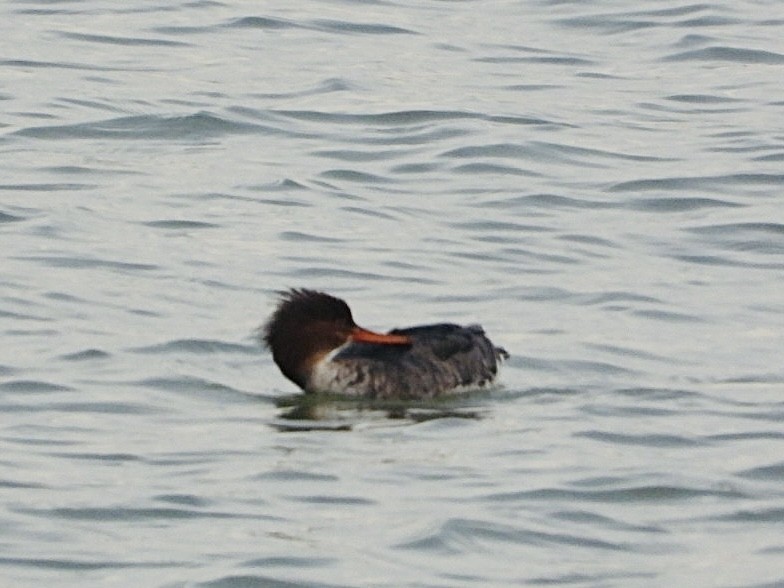 Red-breasted Merganser - ML613648340