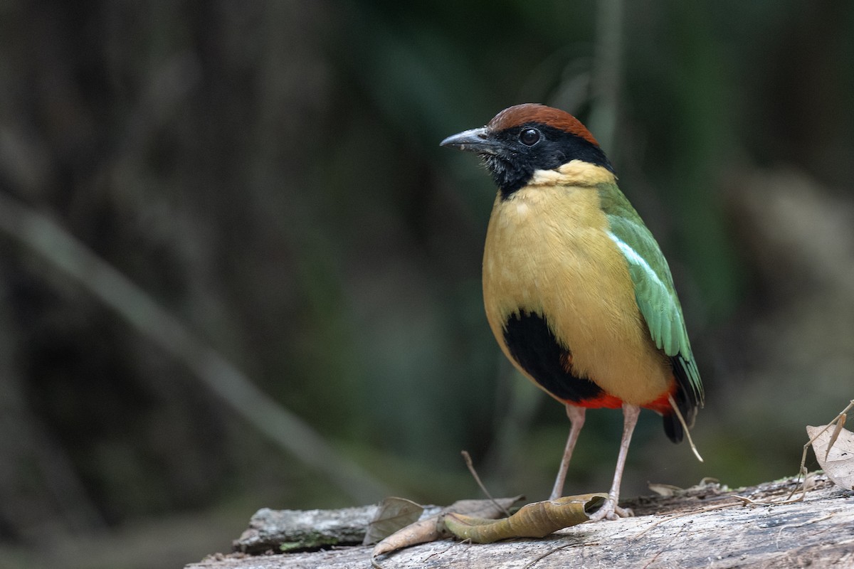 Noisy Pitta - ML613648491