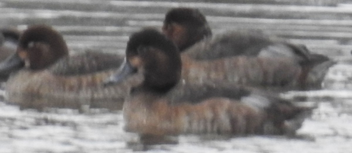 Lesser Scaup - ML613648496