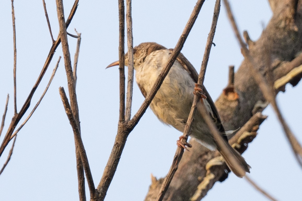 Brown-backed Honeyeater - ML613648501