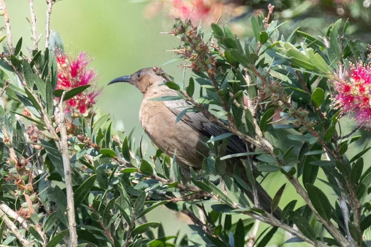 Dusky Myzomela - ML613648504