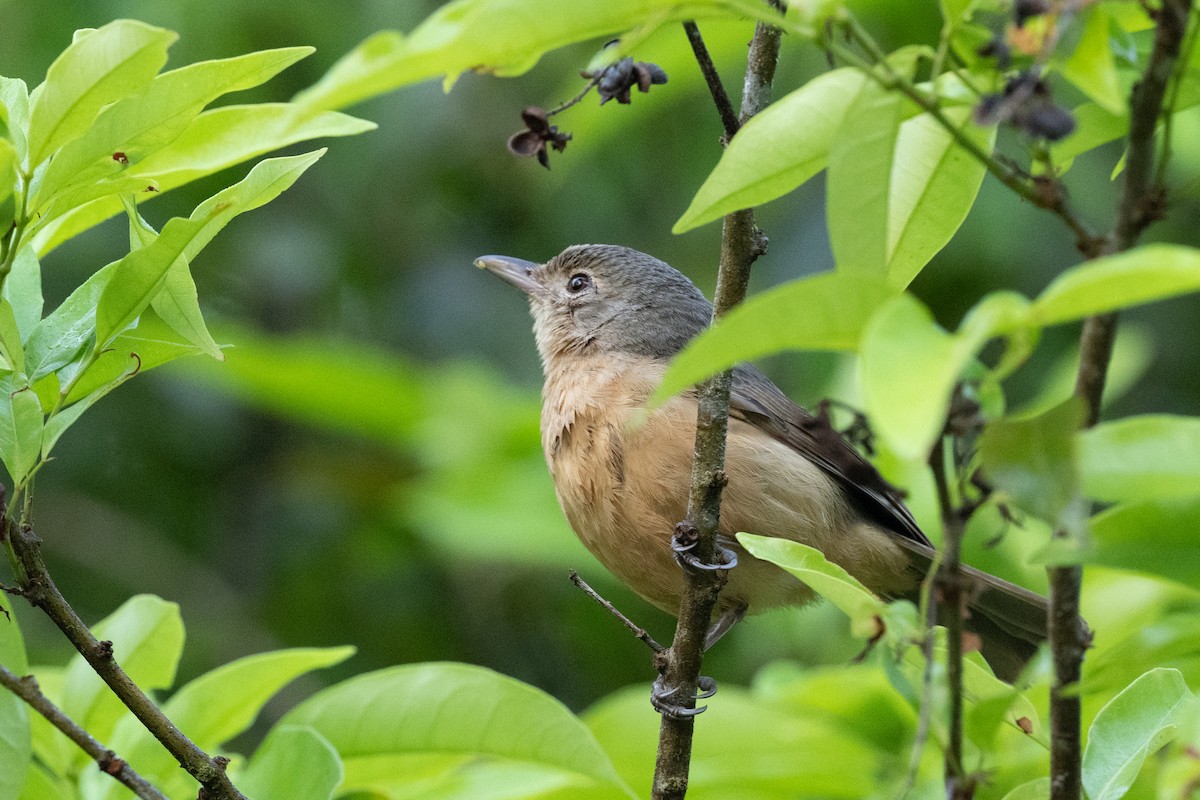 Rufous Shrikethrush - ML613648520