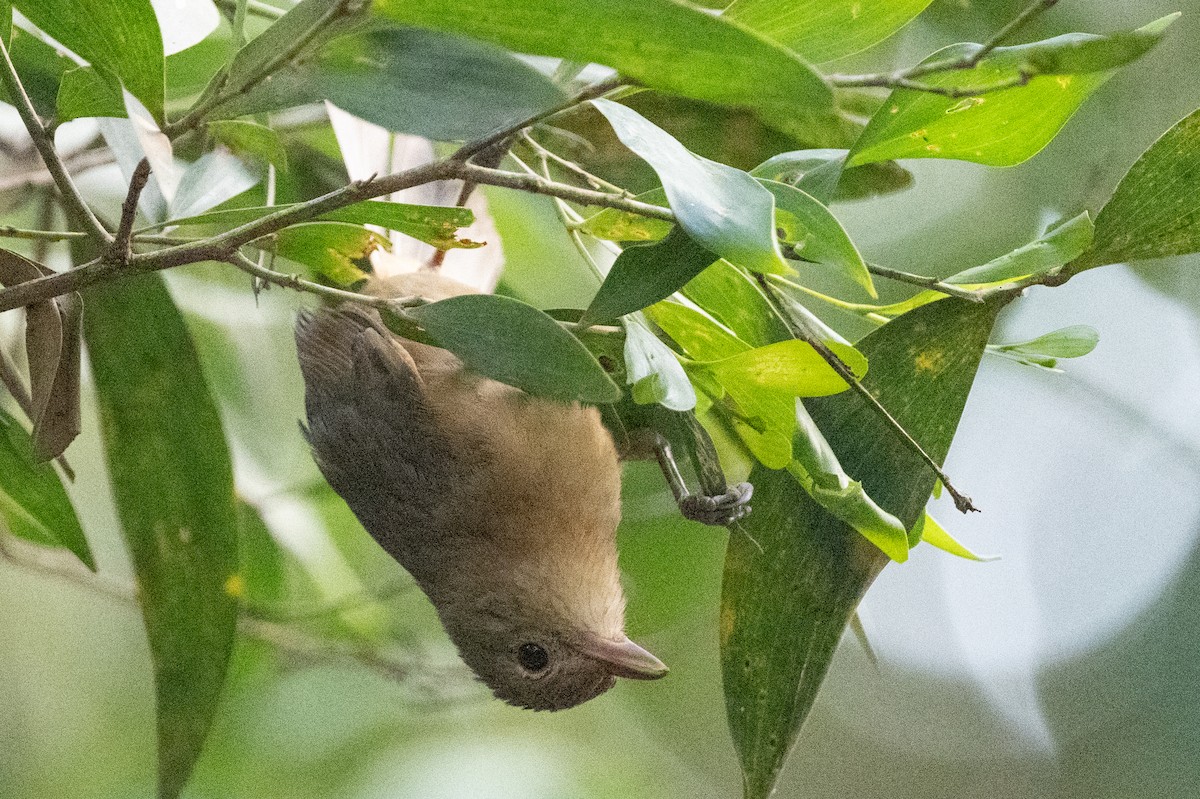 Rufous Shrikethrush - ML613648541