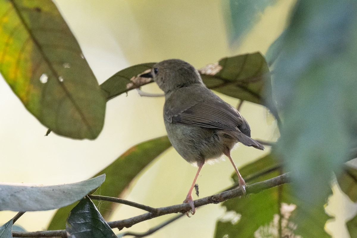 Atherton Scrubwren - ML613648560